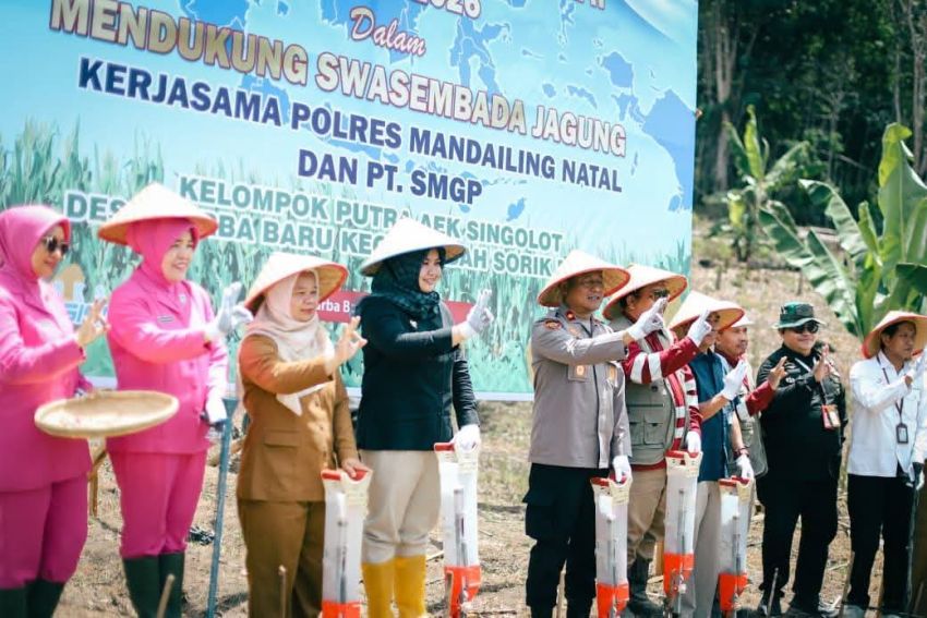 Tanam Jagung 439 Hektare, Program Jagung Polres Madina Digeber! Wabup Atika: Kunci Tahan Inflasi