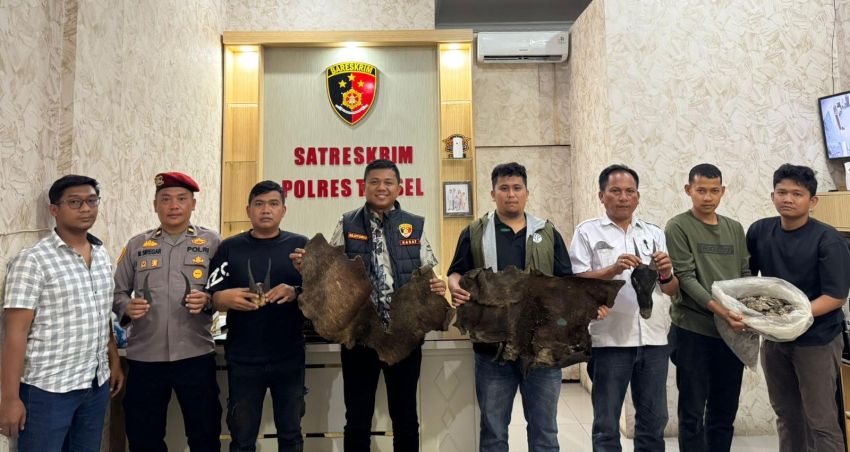 Polisi Bongkar Perdagangan Satwa Dilindungi di Tapsel, Sisik Trenggiling hingga Kulit Kijang Disita