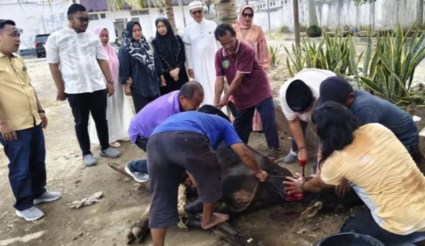 Semangat Kurban DPRD Padangsidimpuan! 4 Hewan Kurban Disembelih, 400 Kupon Daging Dibagikan untuk Warga dan Kaum Duafa