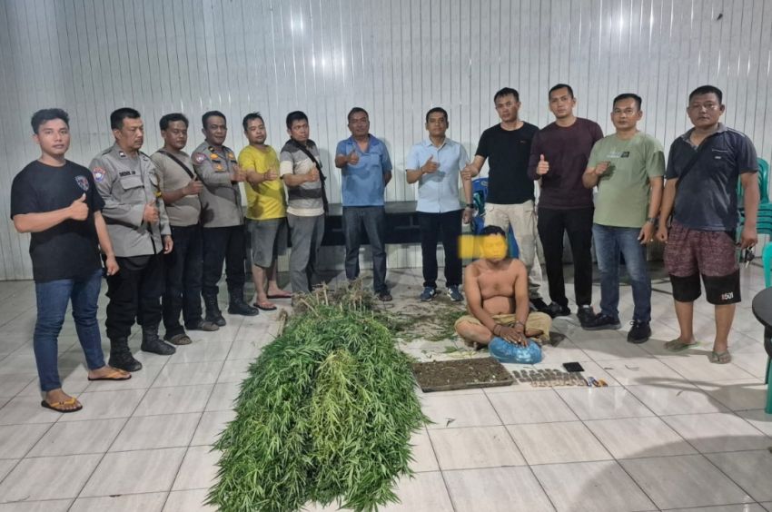 Ini Kronologis Polresta Deli Serdang Ungkap Ladang Ganja di Tanjung Morawa