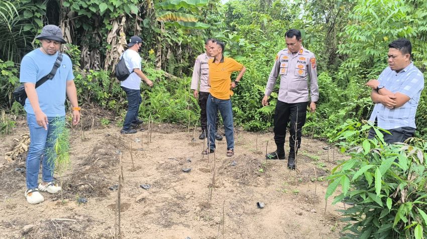 Pengembangan, Satresnarkoba Polresta DS bersama Polsek Tanjung Morawa kembali temukan batang ganja