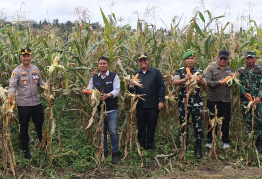 Kapolres Bersama Sekda Hadiri Panen Raya Jagung Di Desa Salak 1