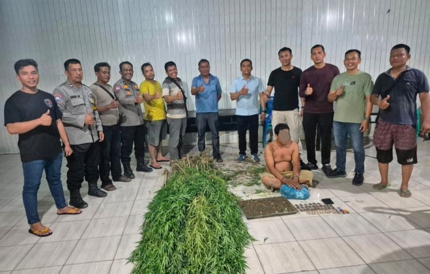 Tanam Ganja di Balik Tembok, Pria di Tanjung Morawa Diciduk Polisi! 40 Batang Setinggi 2 Meter Disita