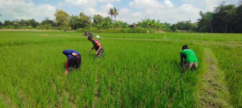 Optimalkan Pertumbuhan padi, Babinsa Ngembul Bantu Petani Bersihkan Rumput Liar