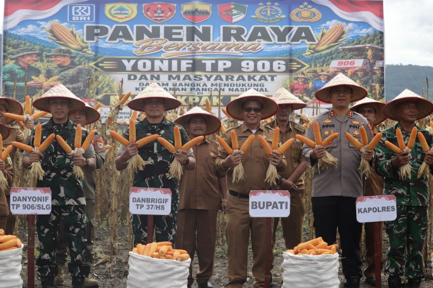 Sekda Pakpak Bharat Bersama Batalyon TP 906/ Sanalenggam,Panen Perna Jagung Di Desa Penanggalan