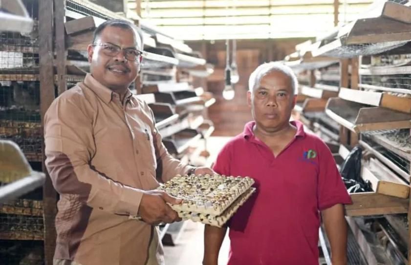 Peternak Puyuh di Padangsidimpuan Menjerit, Program MBG Diharapkan Jadi Nafas Baru Usaha Rakyat