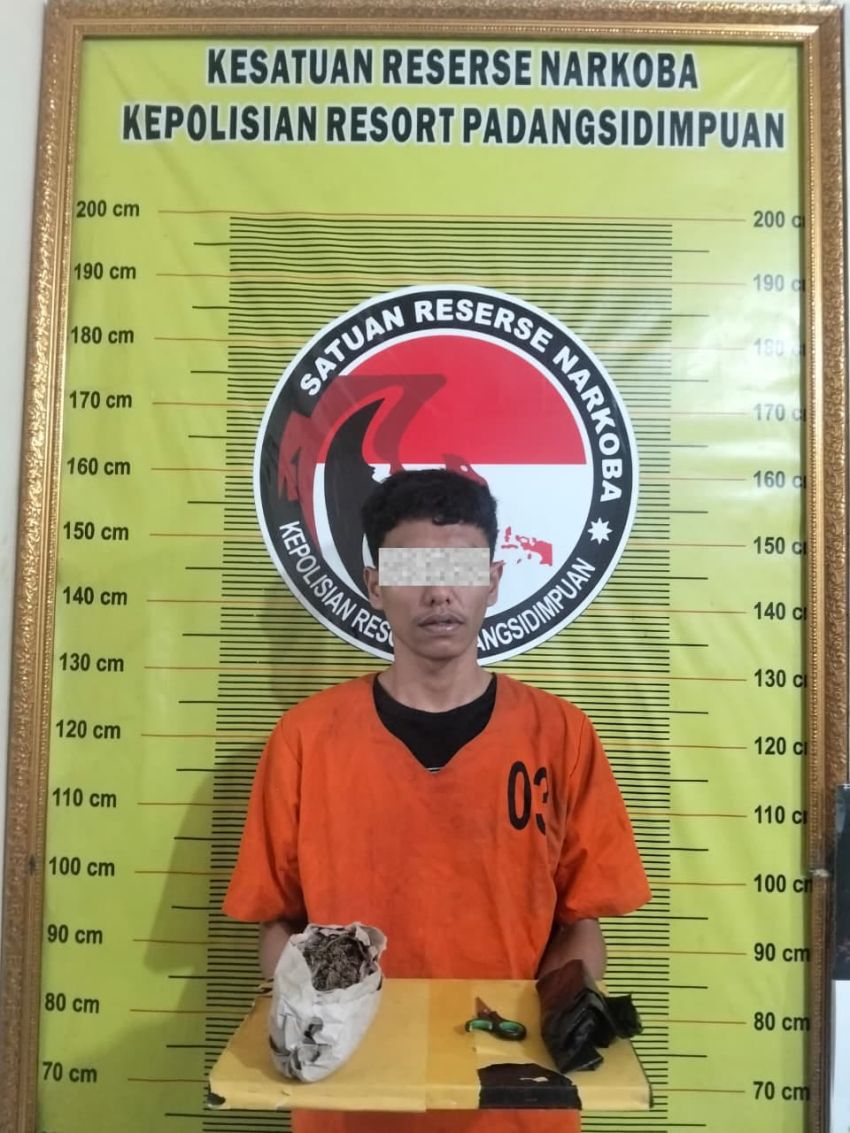 Satresnarkoba Polres Padangsidimpuan Amankan Pria 23 Tahun Terkait Dugaan Peredaran Ganja, Barang Bukti Ditemukan di Lokasi Kejadian