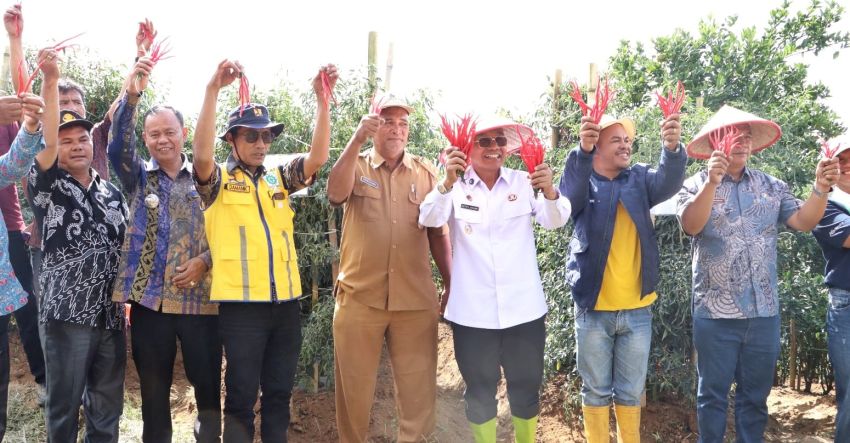 Dorong Komoditas Unggulan Tingkatkan Kesejahteraan Petani, Bupati Simalungun Lakukan Panen Raya Cabai Lokal Siboras