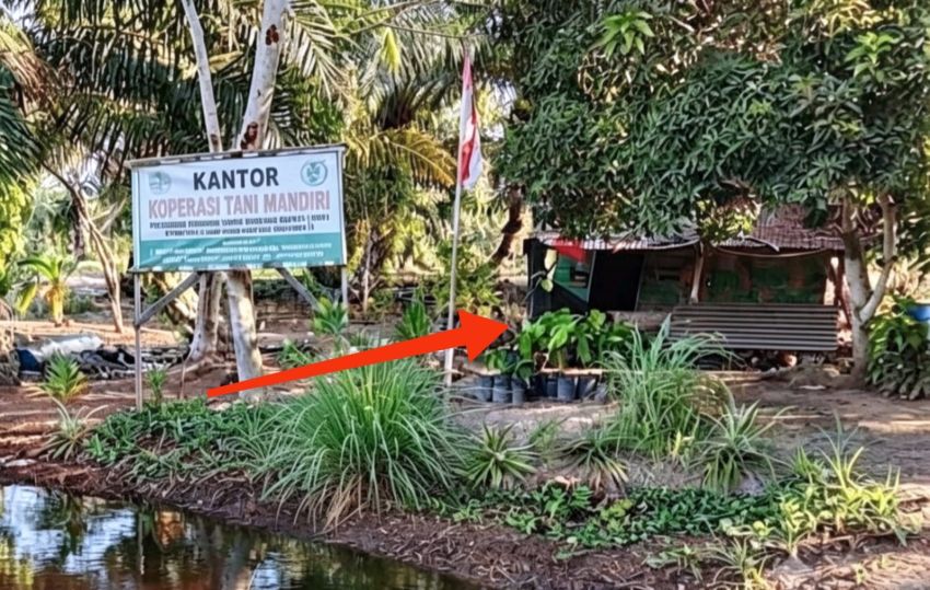 Kantor Koptan Mandiri Bak "Gubuk Derita" di Tengah HTR 1.266 Hektar yang Beralih Jadi Lahan Sawit