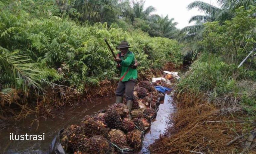 1.266 Hektar HTR di Asahan Disulap Jadi Kebun Sawit, Ketua Koperasi Tani Mandiri Bantah Jual Beli Lahan, Ratusan Hektar Milik R Sinaga