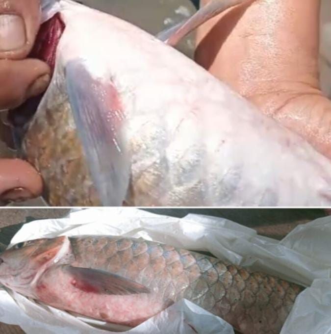 Warga Geger! Diduga Ikan Mati Massal di Batang Ayumi Akibat Limbah TPA Batu Bola, Lubuk Larangan Terancam Rusak