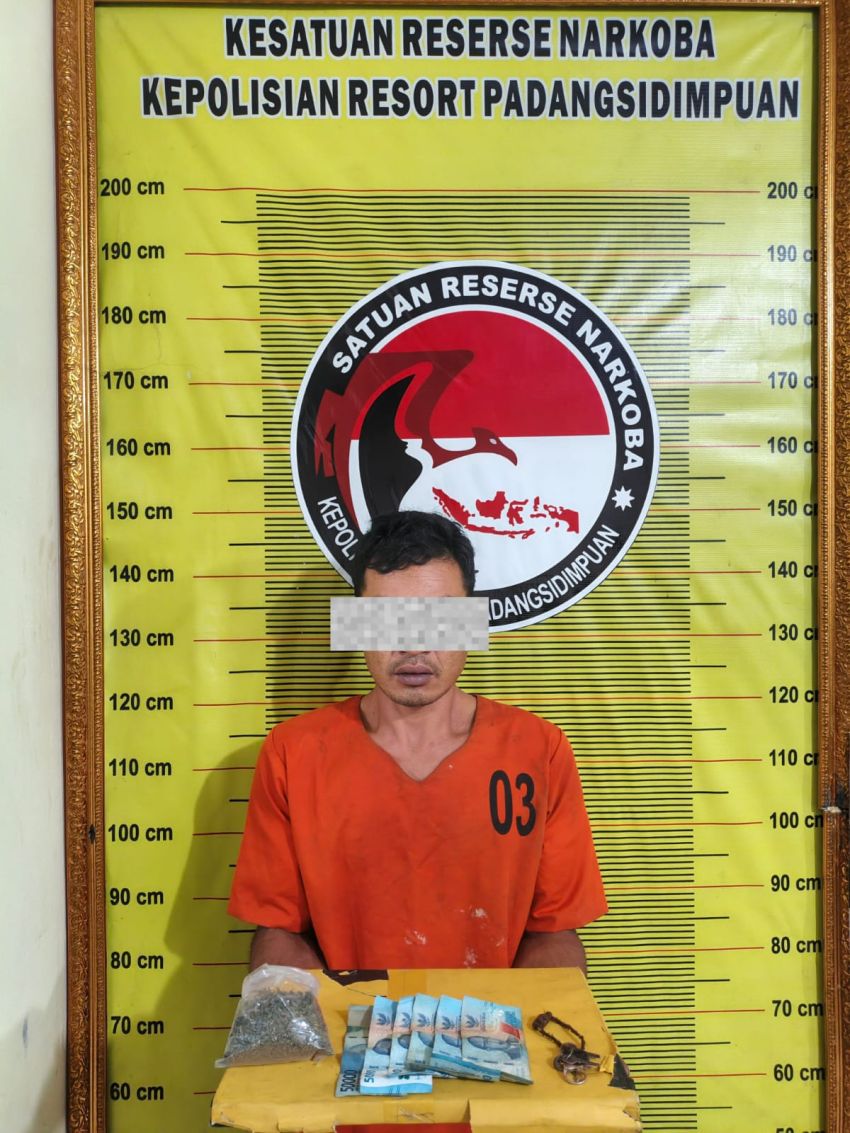 Peredaran Ganja Dibongkar, MB Diamankan Polres Padangsidimpuan Bersama Barang Bukti