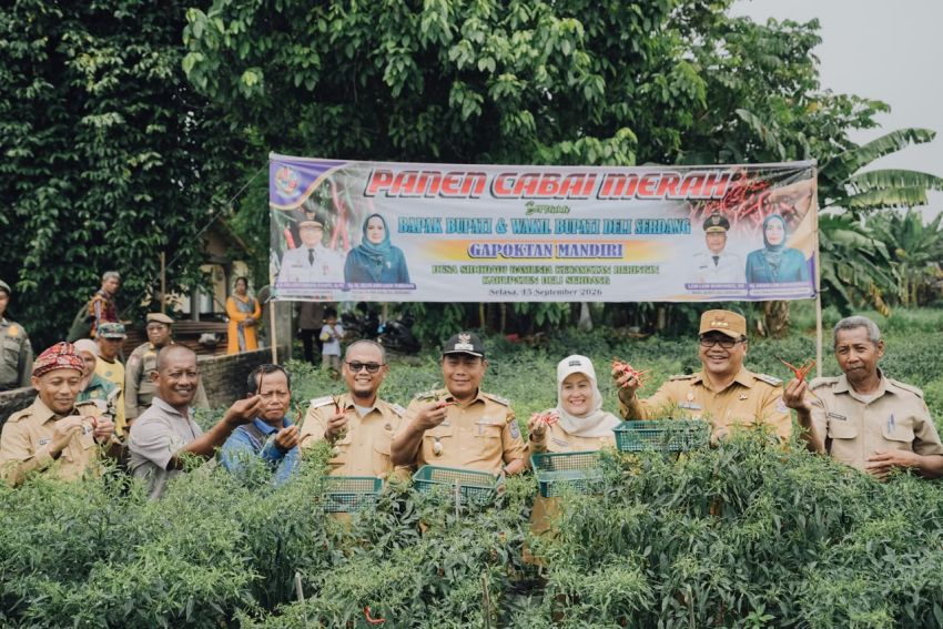 Petani Beringin Perluas Tanam Cabai, Pemkab Hadir Jaga Harga dan Kesejahteraan