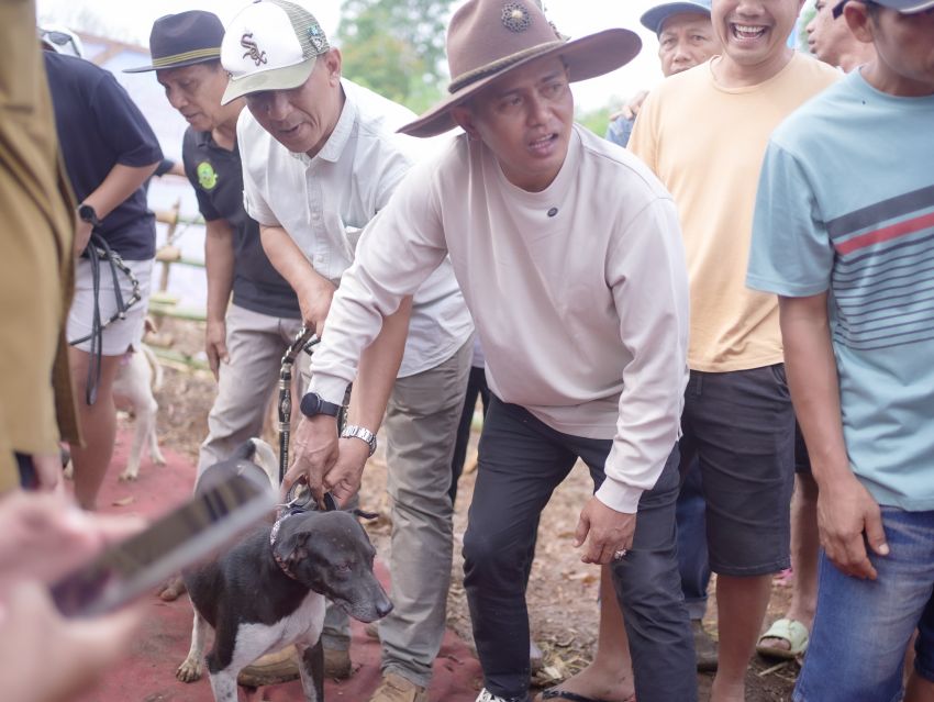 Bupati Solok Buka Alek Buru Babi di Nagari Kuncia.