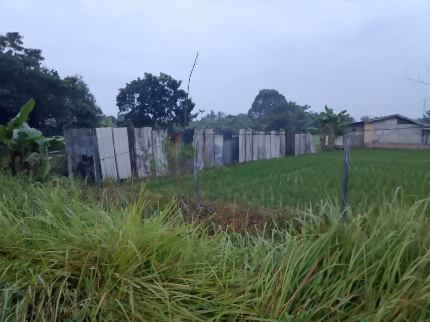 ORMAS Di Batang Kuis Serobot Lahan Petani Dipagar Sepihak, Janda Lansia Mengaku Tanaman Singkong Dicabuti