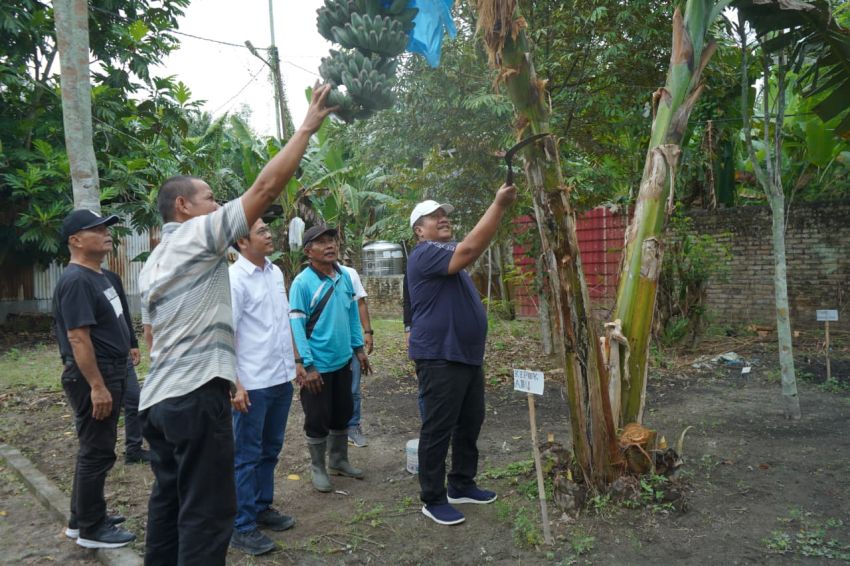 Pisang Kepok Abu Asahan Hijau Surya Muncul, Bupati Taufik Lakukan Panen Perdana : Siap Didaftarkan Jadi Varietas Unggul Nasional