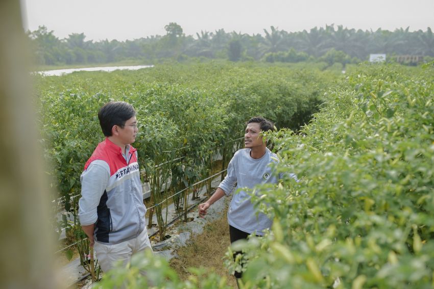 Pulih Pasca-Banjir, Kelompok Tani Pertamina EP Rantau Panen Cabai Bersama Wakil Bupati Aceh Tamiang