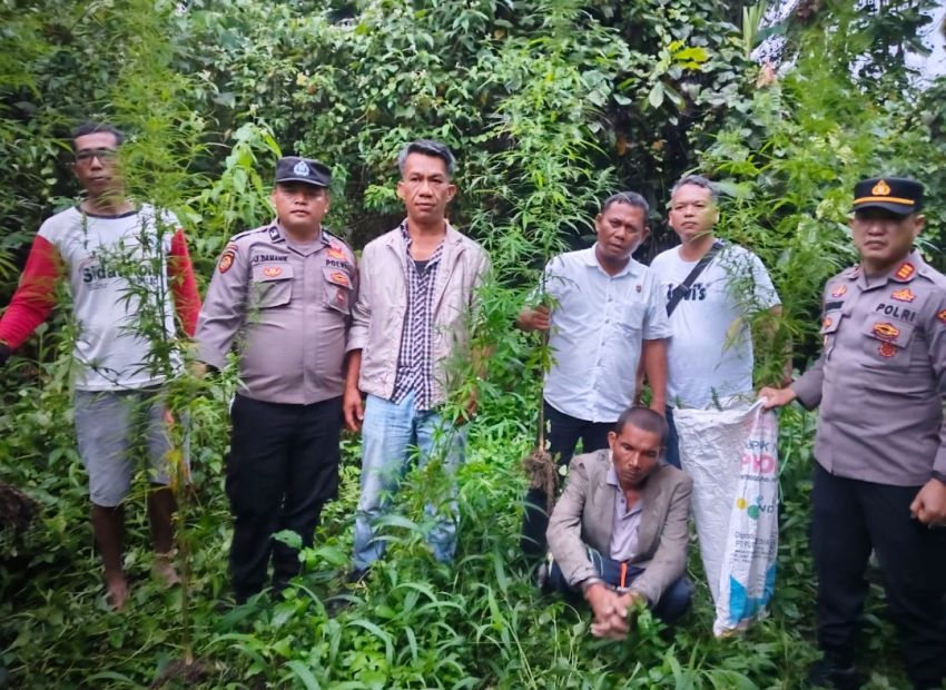 Horas Polisi! Berkat Kepedulian Warga, Polres Simalungun Bongkar Ladang Ganja 12 Batang Milik Petani di Simpang Raya Dasma
